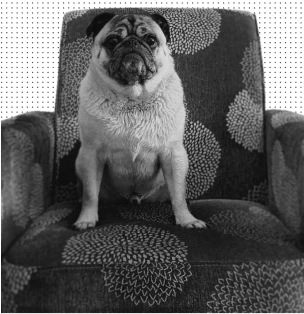 Photo of Kevin the Pug